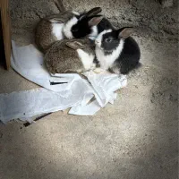 فروش بچه‌خرگوش‌های ناز و سالم|موش و خرگوش|برازجان, |دیوار