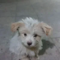 واگذاری توله|سگ|تهران, کیانشهر|دیوار