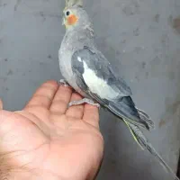 عروس هلندی نر سخنگو|پرنده|رانکوه, |دیوار