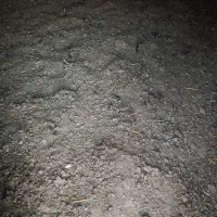 کود پرنده