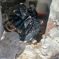 مرغو خروس کوشین و جاپنیز