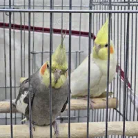 دو عدد عروس هلندی (نر)(ماده) به همراه قفس ۱۰۳۲|پرنده|شهریار, شهریار|دیوار