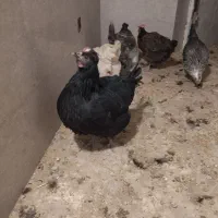 مرغ رسمی اصیل|حیوانات مزرعه|قم, الغدیر|دیوار