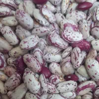 لوبیا چیتی کپسولی(بوجاری شده)(قیمت320مقطوع)