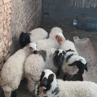 بره نر