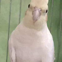 عروس هلندی لوتینو ماده|پرنده|گرگان, |دیوار