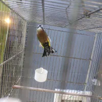 ماده|پرنده|تهران, دانشگاه شریف|دیوار