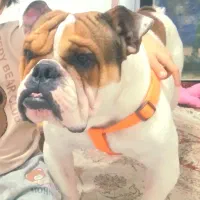 انگلیش بولداک وارداتی|سگ|چهاردانگه (تهران), |دیوار