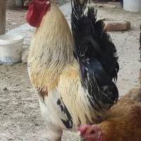 خروس لری اصیل قلم سبز|حیوانات مزرعه|مبارکه, |دیوار