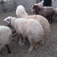 گوسفند درجه یک عراقی