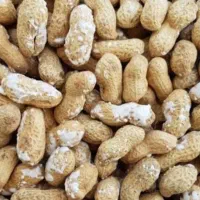 خلال بادام|عمده‌فروشی|آستانه اشرفیه, |دیوار