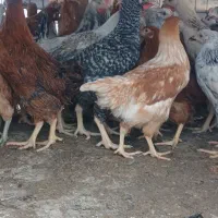 جوجه مرغ سیاه ورنگی گلپایگانی|حیوانات مزرعه|مشهد, شایه|دیوار