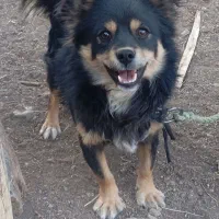 یک قلاده سگ