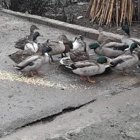 اردک نمه ای.