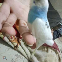 جوجه مرغ عشق رنگ خاص دستیه گاز بلد نیست بگیره