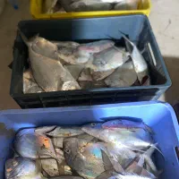 ماهی تازه صید روز|خوردنی و آشامیدنی|بندرلنگه, |دیوار