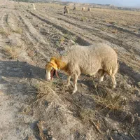 شک وزن سنجابی|حیوانات مزرعه|دره شهر, |دیوار