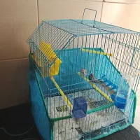 یه جفت فنچ با قفس|پرنده|خرمآباد, |دیوار