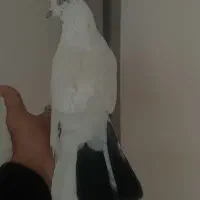 کبوتر تهرانی ویک عدد اصفهانی|پرنده|برخوار, |دیوار