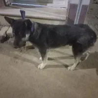 سگ هاسگی نر|سگ|هشتگرد, شهرک وحدت|دیوار