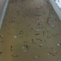 ماهی گپی|ماهی|تبریز, |دیوار