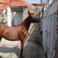 کره مادیون یکسر