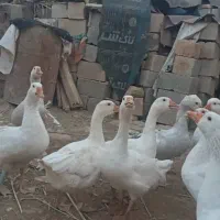 تعدادی غاز و خروس مناسب داشت و سر بریدن|حیوانات مزرعه|اندیمشک, |دیوار