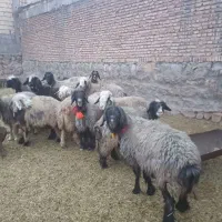 فروش ۴۰ راس میش اصل بختیاری|حیوانات مزرعه|کوهرنگ, |دیوار