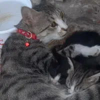 گربه گم شده