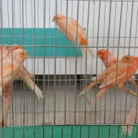 قناری سوپر برفکی درشت|پرنده|فولادشهر, مسکن مهر فولادشهر|دیوار