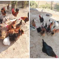 تخم نطفه دار .|حیوانات مزرعه|نجف‌آباد, گلبهار|دیوار