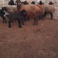 ۷راس میش وشیشک ۴راس بره دار ۳راس آبستن