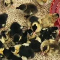 جوجه اردک و جوجه مرغ ۴،۵ روزه