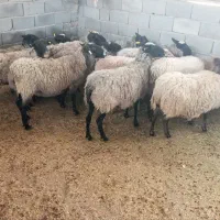 میش رومانف آبستن اصل درگز|حیوانات مزرعه|مشهد, منزل آباد|دیوار