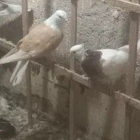 پرنده|پرنده|سبزوار, شرق کال میانی|دیوار