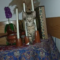واگذاری بچه گربه