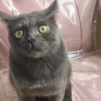 گربه اسکاتیش