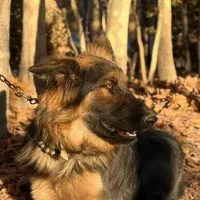 توله ژرمن 7 ماهه نر