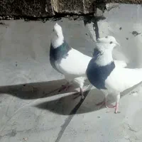 کبوتر طوقی|پرنده|ایلام, |دیوار