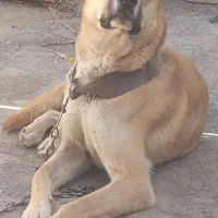 واگذاری سگ پاراک