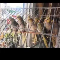 فروش عروس هلندی|پرنده|آستانه اشرفیه, |دیوار