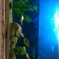 آکواریوم  بزرگ فروشی