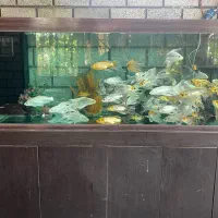 آکواریوم آب شور و شیرین بزرگ