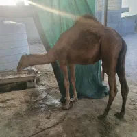 شتر|حیوانات مزرعه|بندرعباس, |دیوار