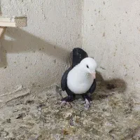 کلاغ کربلایی|پرنده|مشهد, انقلاب|دیوار