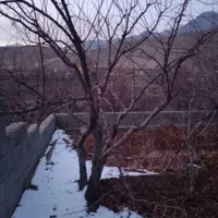 ۲۵۰ متر زمین صاف و دیوارکشی شده در جاده چالوس|فروش زمین و ملک کلنگی|آسارا, |دیوار