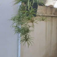 تعدادی گل آپارتمانی و داخل حیاطی|گل و گیاه طبیعی|کرمانشاه, |دیوار