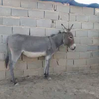 دو عدد الاغ ماده ، گله ای ، باری|حیوانات مزرعه|شیراز, داریون|دیوار