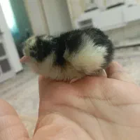 جوجه گلین گردن لختی برهما|حیوانات مزرعه|سنگر, |دیوار