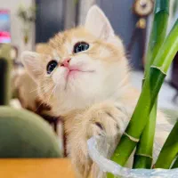 گربه بریتیش گلد نر